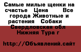 Самые милые щенки на счастье › Цена ­ 1 - Все города Животные и растения » Собаки   . Свердловская обл.,Нижняя Тура г.